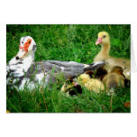 Muscovy Family cards