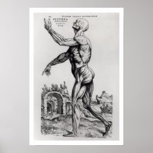 Musculature Structure of a Man (b/w neg & print)