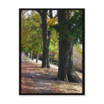 Museum Campus - Fall 2010 Post Card