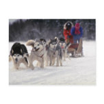 Mush Post Card