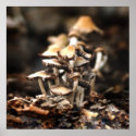 Mushroom 001 posters