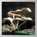 Mushroom 002 posters