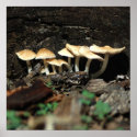 Mushroom 003 posters