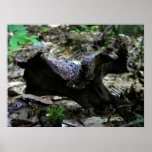 Mushroom 12 ~ print