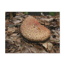 Mushroom 149 ~ postcard