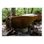 Mushroom 161 ~ ATC business cards