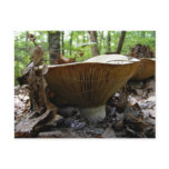 Mushroom 161 ~ postcard