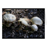 mushroom 1 greeting card