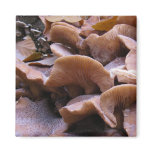 Mushroom #4 refrigerator magnets