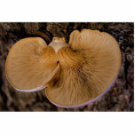 Mushroom 8220 Photo Sculpture photo sculptures