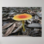 Mushroom Amanita caesarea posters