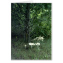 Mushroom Beauty Poem Card