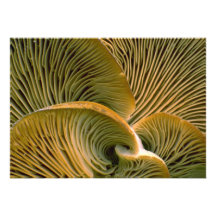 Mushroom cluster on a dead tree announcements