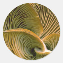 Mushroom cluster on a dead tree sticker