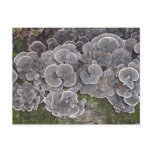 "Mushroom Cluster" Postcard