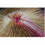 Mushroom coral, Maldives photo sculptures