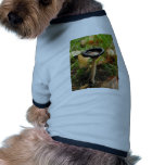 mushroom pet clothing