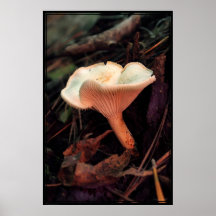 Mushroom Essence Poster