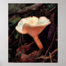 Mushroom Essence Print