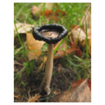 mushroom flyers