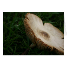 Mushroom in Florida Greeting Card