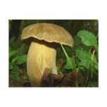 Mushroom in forest close up postcards