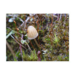 Mushroom in the Moss, Unalaska Island