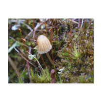Mushroom in the Moss, Unalaska Island