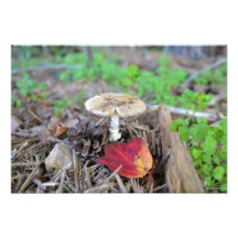 Mushroom Leaf Photo Art