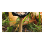 mushroom photo cards