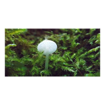 Mushroom Picture Card