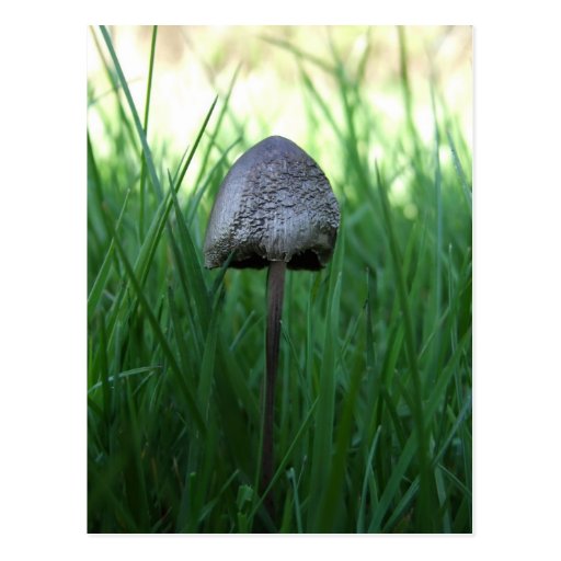 Mushroom Postcard