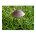 Mushroom Postcard