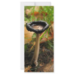 mushroom rack cards