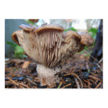 Mushroom under Cedar ~ ATC business cards