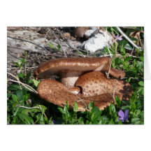 Mushrooms Cards