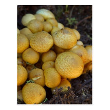 Mushrooms Fungus Post Cards