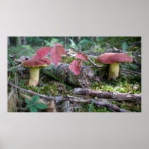 Mushrooms in Maroon Poster