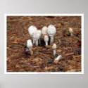 Mushrooms Mourn a Fallen Comrade posters