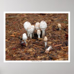 Mushrooms Mourn a Fallen Comrade posters