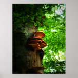 mushrooms  poster