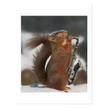 Musical Squirrel Post card