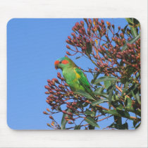 Musk Lorikeet Mouse Pads