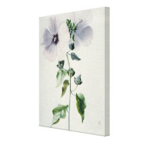 Musk Mallow, 18th century Stretched Canvas Print