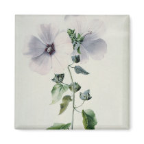 Musk Mallow, 18th century Fridge Magnets