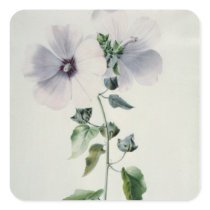 Musk Mallow, 18th century Square Stickers
