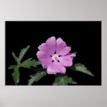 Musk Mallow Poster