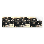 Musk Oxen bumper stickers