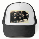 Musk Oxen hats
