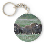 Musk Oxen herd on tundra keychains